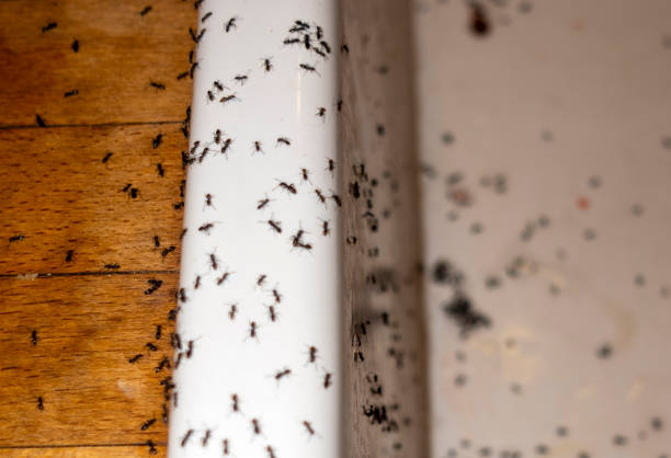 Best Wasp Removal Services  in Cheval, FL