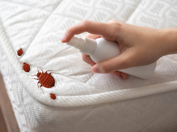 Best Insect Control  in Cheval, FL
